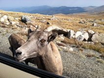 Look who came to visit on top of Mt. Evans